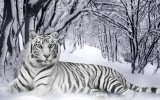 bengal_tiger-wallpaper-1680x1050.jpg