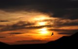 sunset_with_eagle_wallpaper_by_areyco-d3bkhn4.jpg