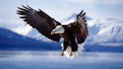 amazing-eagle-1920-1080-6723.jpg