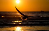 eagle-in-the-sunset-23015-2880x1800.jpg