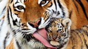 Widescreen-Tiger-Wallpaper-HD.jpg