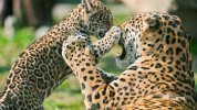 jaguar_cub_fighting_mother-1920x1080.jpg