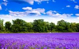 4336-lavender-field-1920x1200-nature-wallpaper.jpg