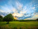 Meadow-trees-dawn-clouds_1600x1200.jpg