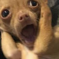 Screaming Doggo