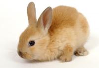 BunnyHop