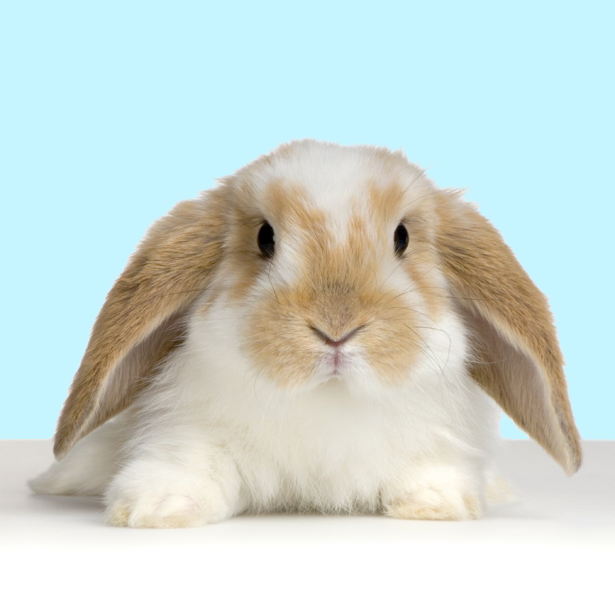 P4BzupWubunny-buddhism.jpeg