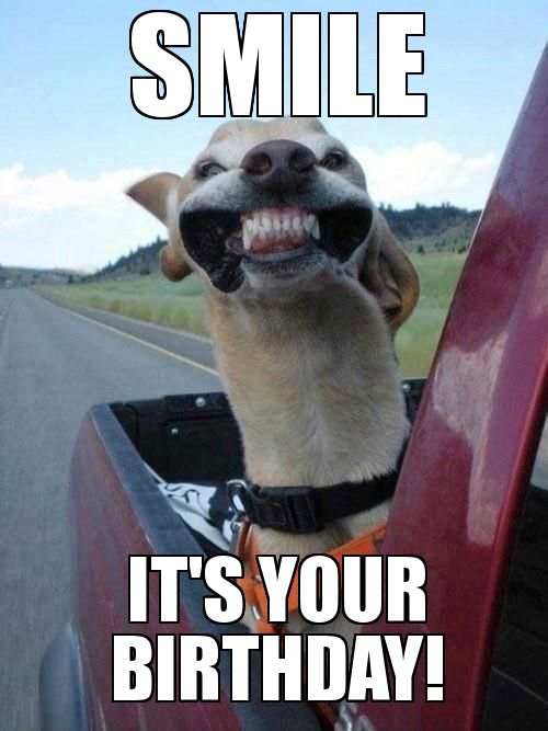 4f1354e610b34b5b104f9b6fb95e77bb--funny-dogs-funny-animals.jpg